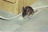Durch unsere Miezen haben wir auch solche Gste         im Haus. Diese Maus wollte unbedingt mit uns frhstcken.